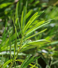 Obraz premium Green leaves on the plant in the park