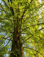 Obraz premium Green leaves on a tree in a summer park