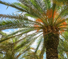 Palm trees in the park. Subtropical climate