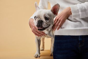 cropped view of woman touching white french bulldog dog on beige background