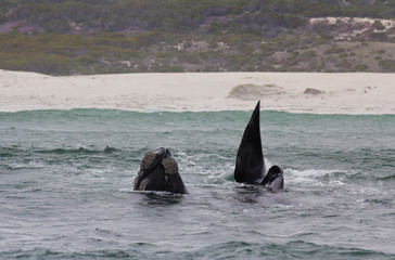 Fototapeta premium Southern Right Whale swimming near Hermanus, Western Cape. South Africa.