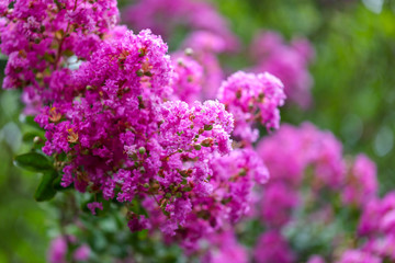 Beautiful pink flowers on a tree in the park