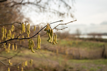 Male yellow colored alder catkins hanging on the bare branches of a tree in front of a rural landscape. The photo was taken at the end of a cloudy day in the Dutch winter season.