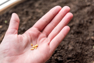 Female hands sow seeds in the ground.