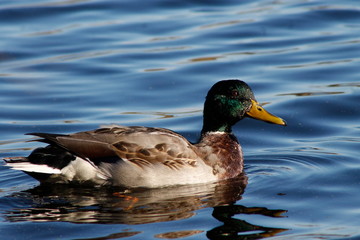 duck in water