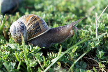 Roman snail in the grass. 
