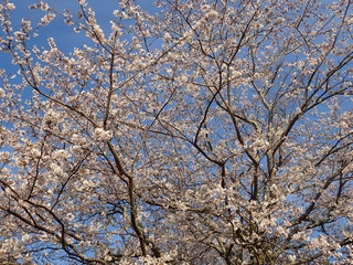 ソメイヨシノの花