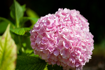 Hortensia