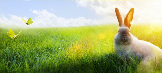 Happy Easter – Easter Bunny on sunny Flowering spring Field