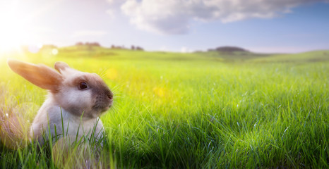 Happy Easter – Easter Bunny on sunny Flowering spring Field