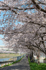 full blooming of cherry blossom in Japan