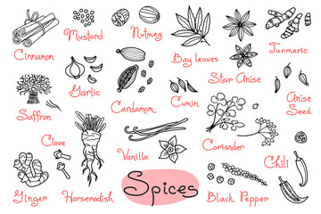 Set drawings of spices for design menus, recipes and packages product