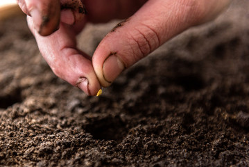 Female hands sow seeds in the ground.