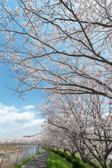Obraz premium full blooming of cherry blossom in Japan