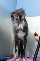 Canine hairdresser dries the wet hair of a greyhound with a powerful dryer