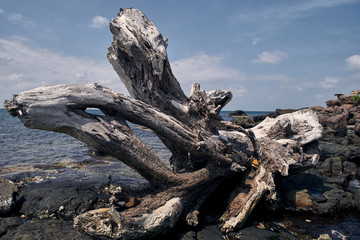 tree on a rock