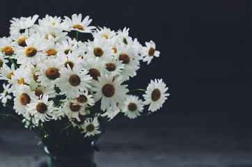 Bunch of daisies with copy space on dark background