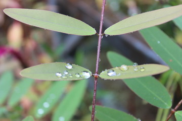 Drops of water and the nature.