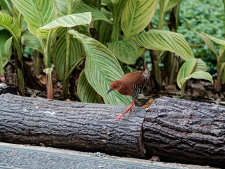 Red-legged Crake