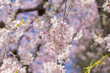 ピンク色の桜の花