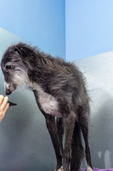Canine hairdresser dries the wet hair of a greyhound with a powerful dryer