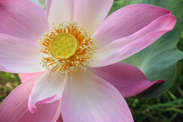 pink lotus flower