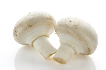 White champignon mushrooms on a white background