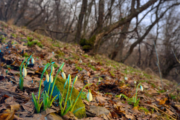 First spring flowers, snowdrops in forest