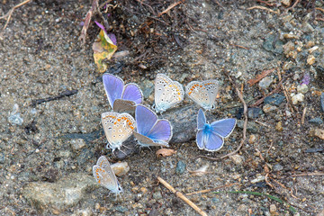 Lycaenidae / Çokgözlü Mavi / / Polyommatus icarus