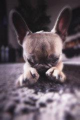 cute french bulldog