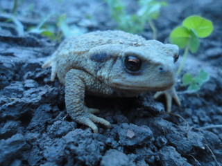 Crapaud entre chien et loup