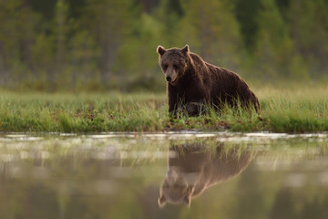 Brown bear with water reflection