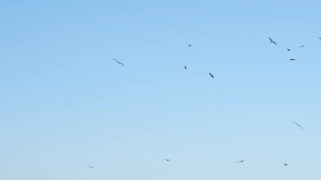 Many seagulls birds flying on blue sky near sea on sunny day
