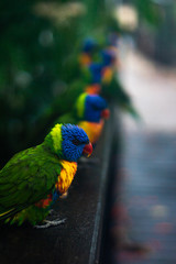 Rainbow lorrikeets
