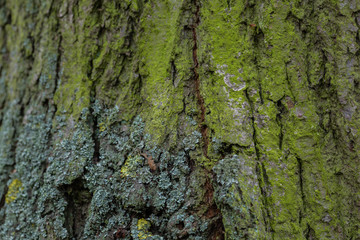 Closeup old tree/bark texture background