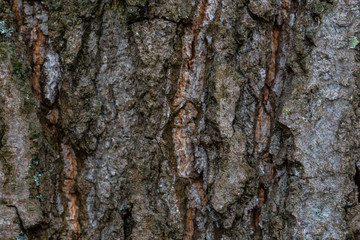 Closeup old tree/bark texture background