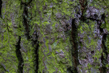 Closeup old tree/bark texture background