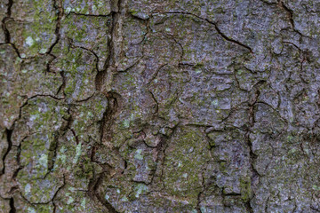 Closeup old tree/bark texture background
