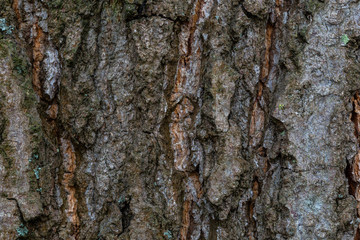 Fototapeta premium Closeup old tree/bark texture background