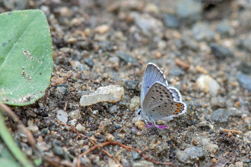 butterfly on the sand