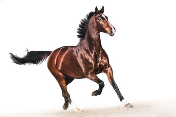 Brown warmblood horse in gallop white background - obrazy, fototapety, plakaty