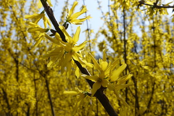 Blossoming forsythia with many yellow flowers in spring
