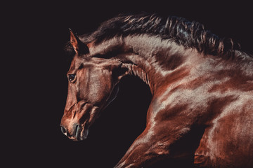 Brown warmblood mare in action with black background