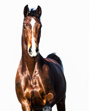 Brown Warmblood Horse With Markings Gallops Towards The Camera