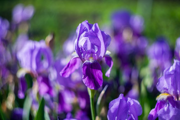 Obraz na płótnie Canvas Beautiful purple irises