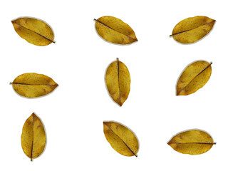 Collection of dry leaf closeup on the white background