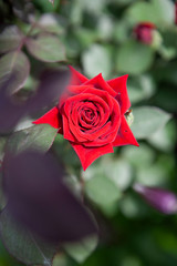 a rose flower