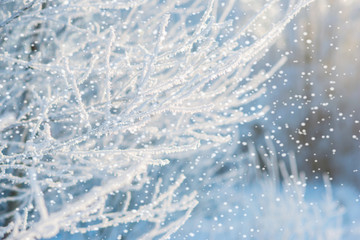 Tree branches covered with snow on winter sunny day with beautiful light