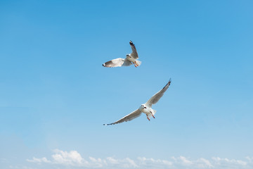 Flock of seagull flying over the sea in Thailand