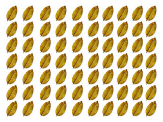 Collection of dry leaf closeup on the white background